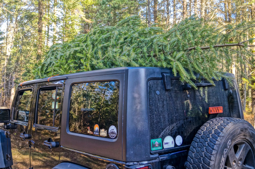 Tree on top of jeep