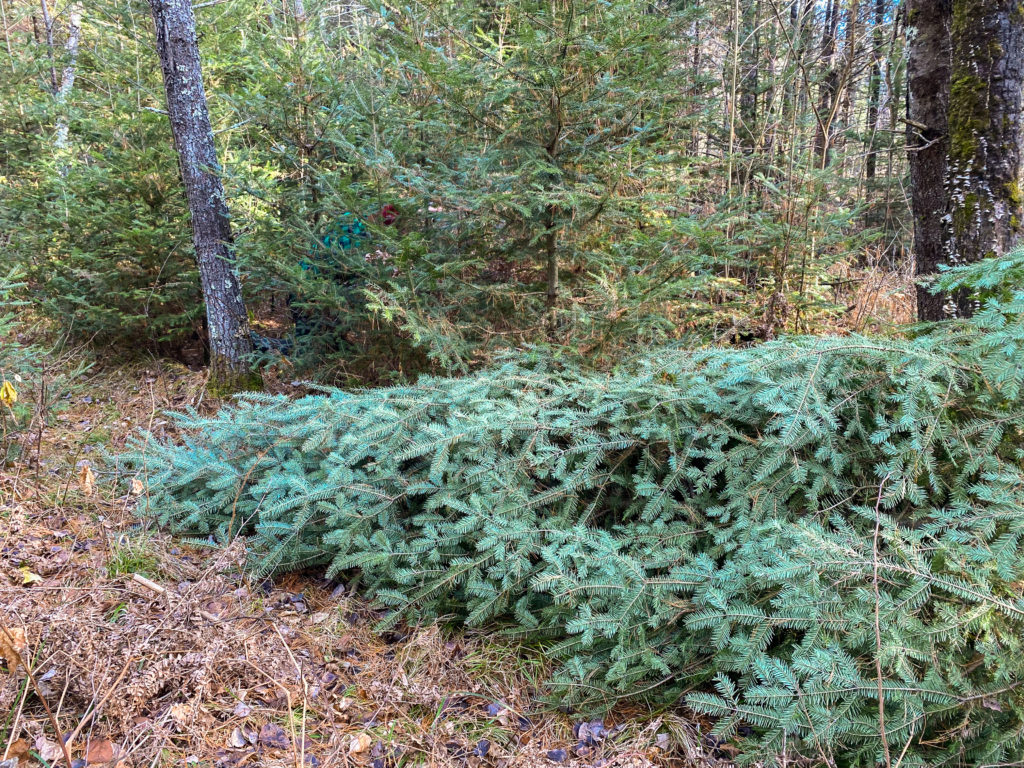 Dead Christmas Tree